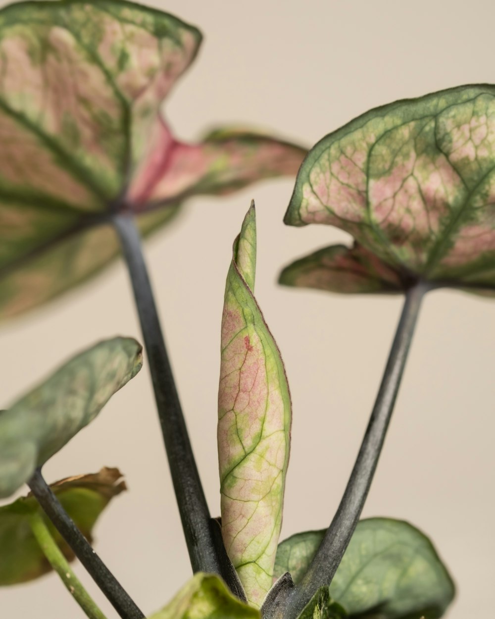 a close up of a plant with pink and green leaves