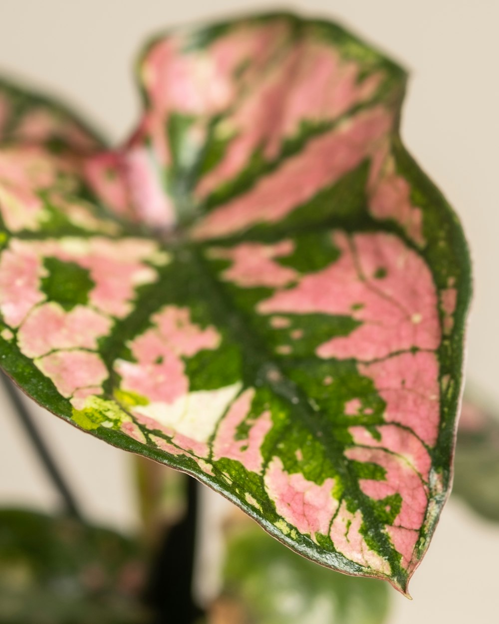 a close up of a pink and green leaf