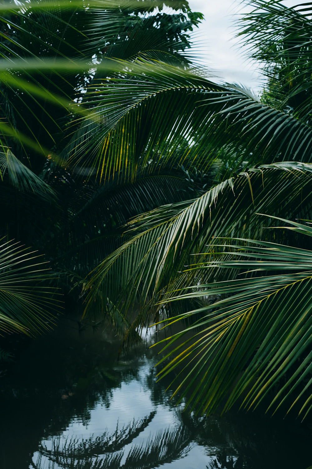 Palmeras reflejadas en las aguas tranquilas del río