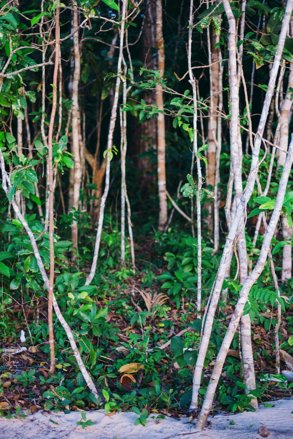 a bench sitting in the middle of a forest