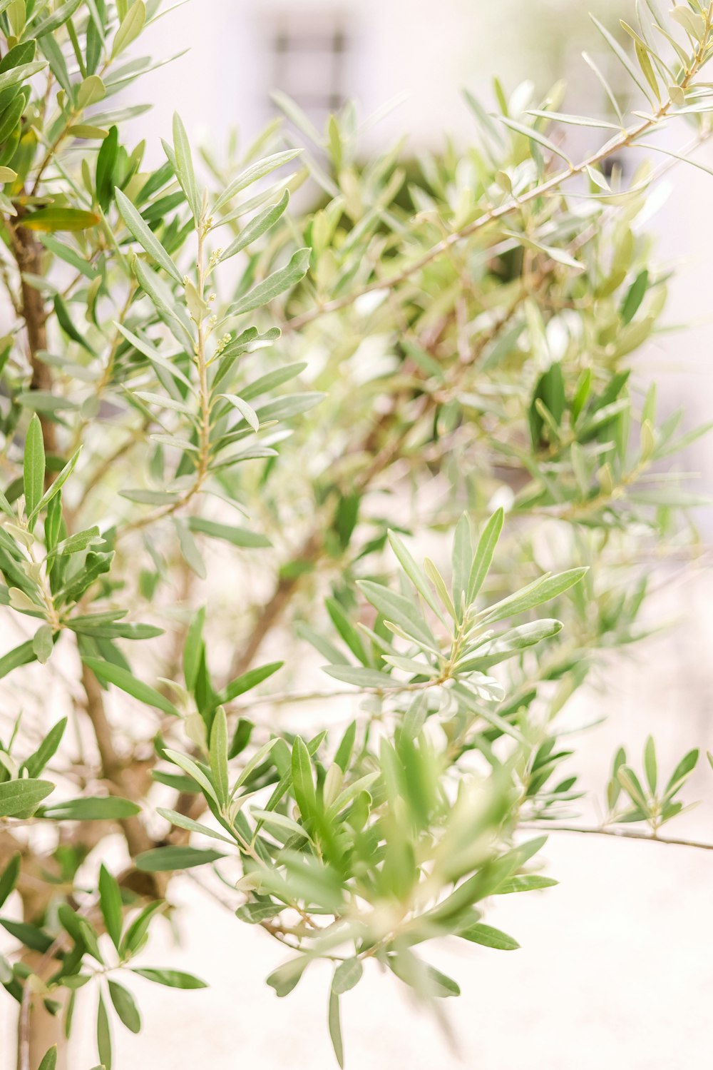 a close up of a plant with green leaves