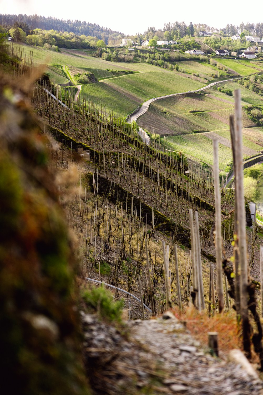 a view of a vineyard from a hill