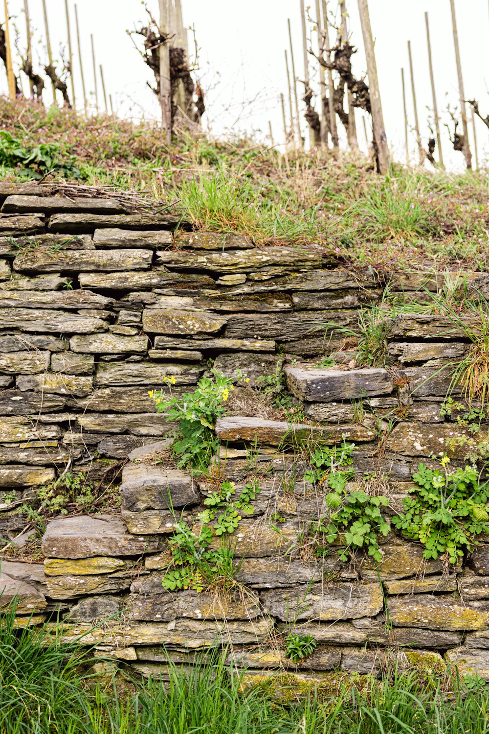 a stone wall with green plants growing on it