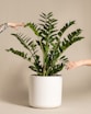 two hands reaching for a plant in a white pot