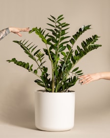 two hands reaching for a plant in a white pot
