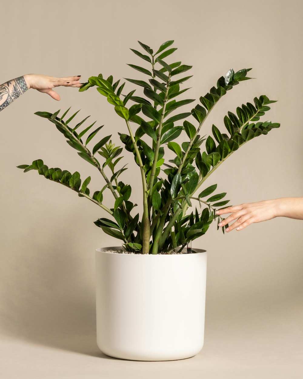 two hands reaching for a plant in a white pot