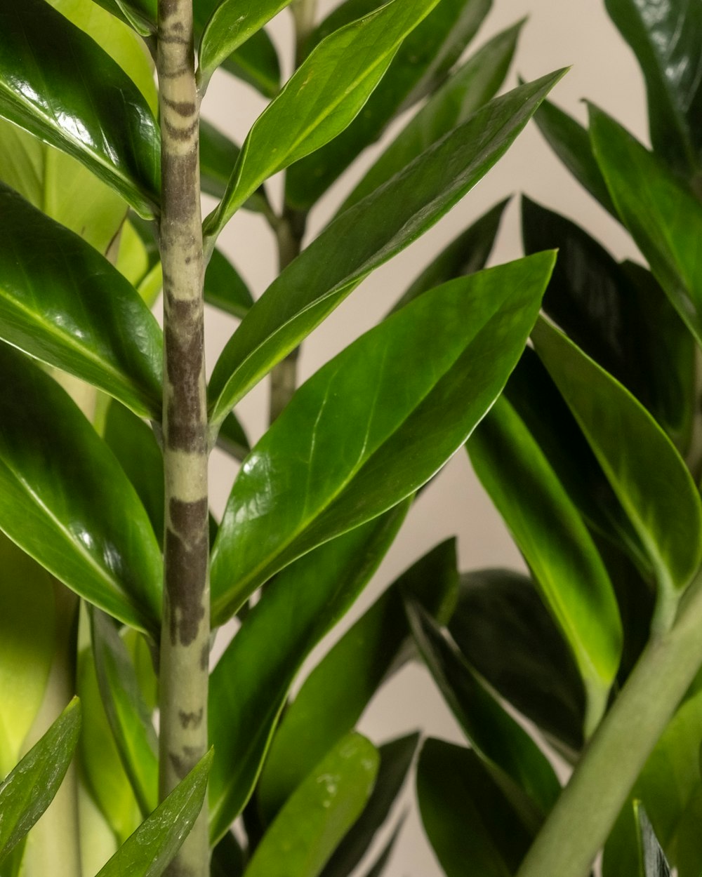 a close up of a plant with green leaves