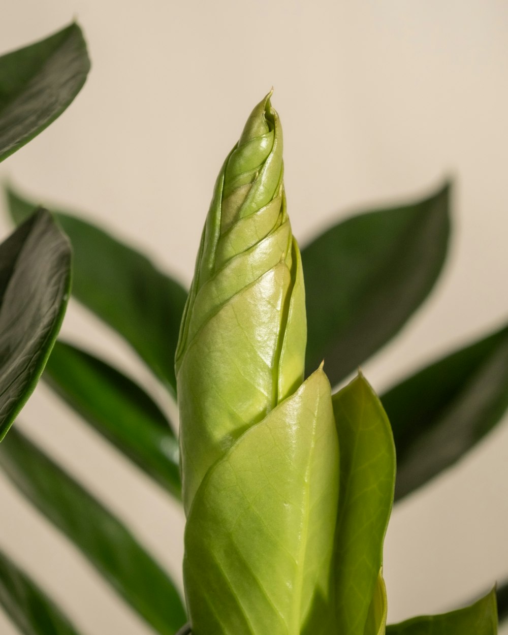 um close up de uma flor verde com folhas