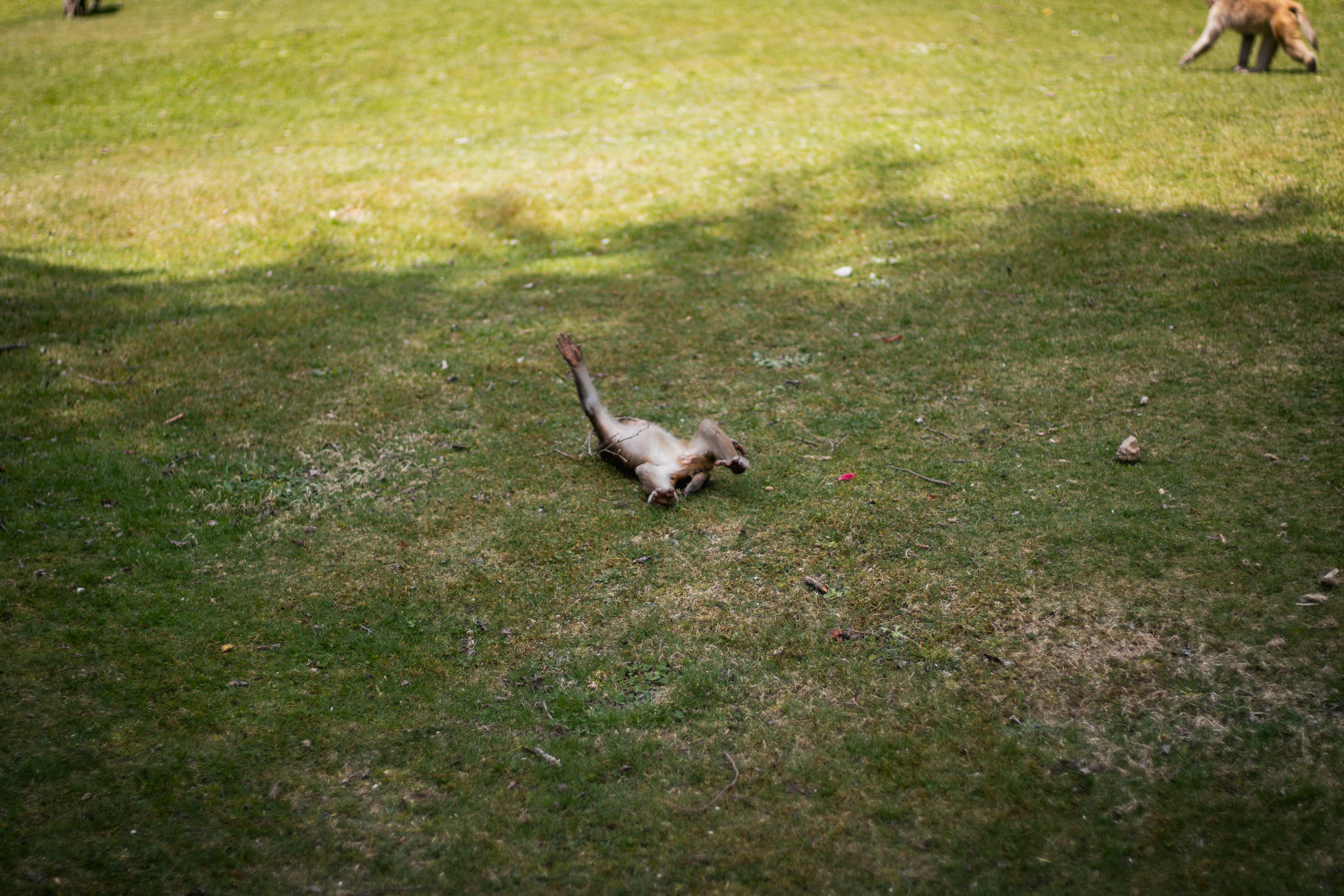 a small bird on the ground in a grassy field