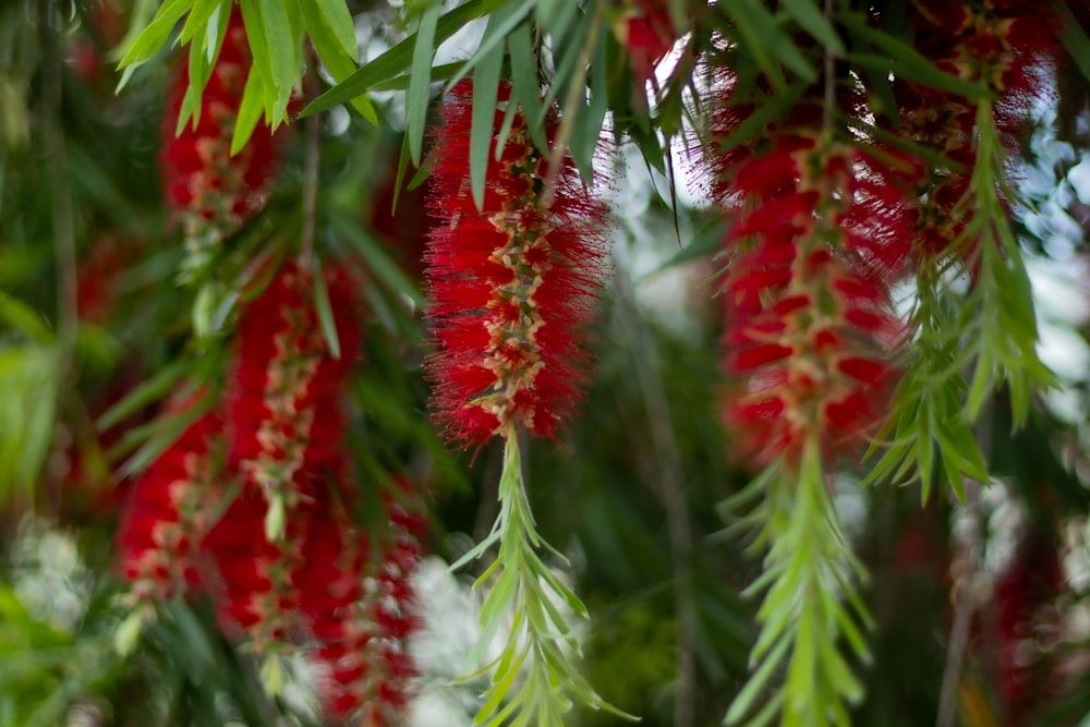 a bunch of red flowers hanging from a tree