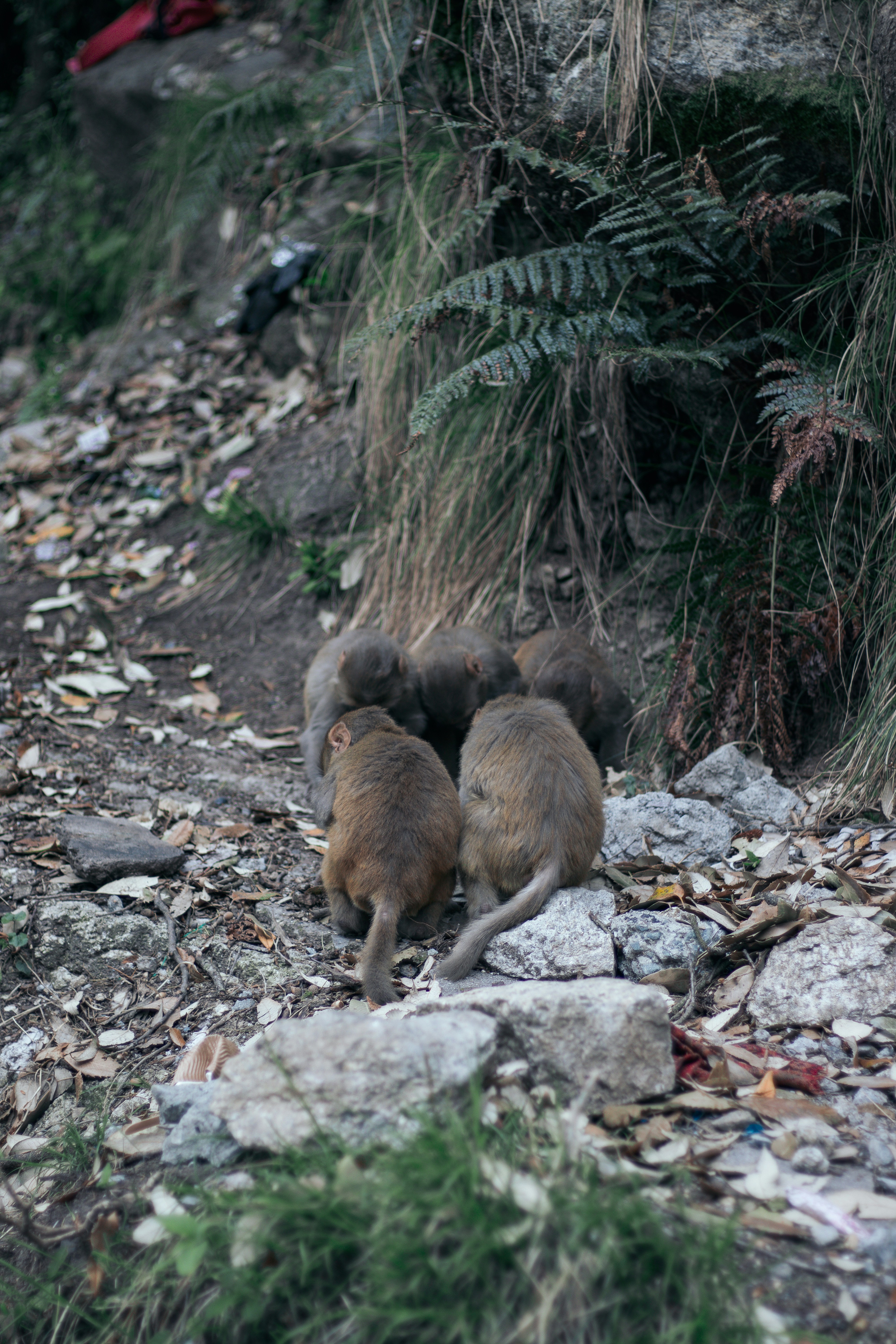 A group of monkeys sitting on top of a pile of rocks photo – Free ...