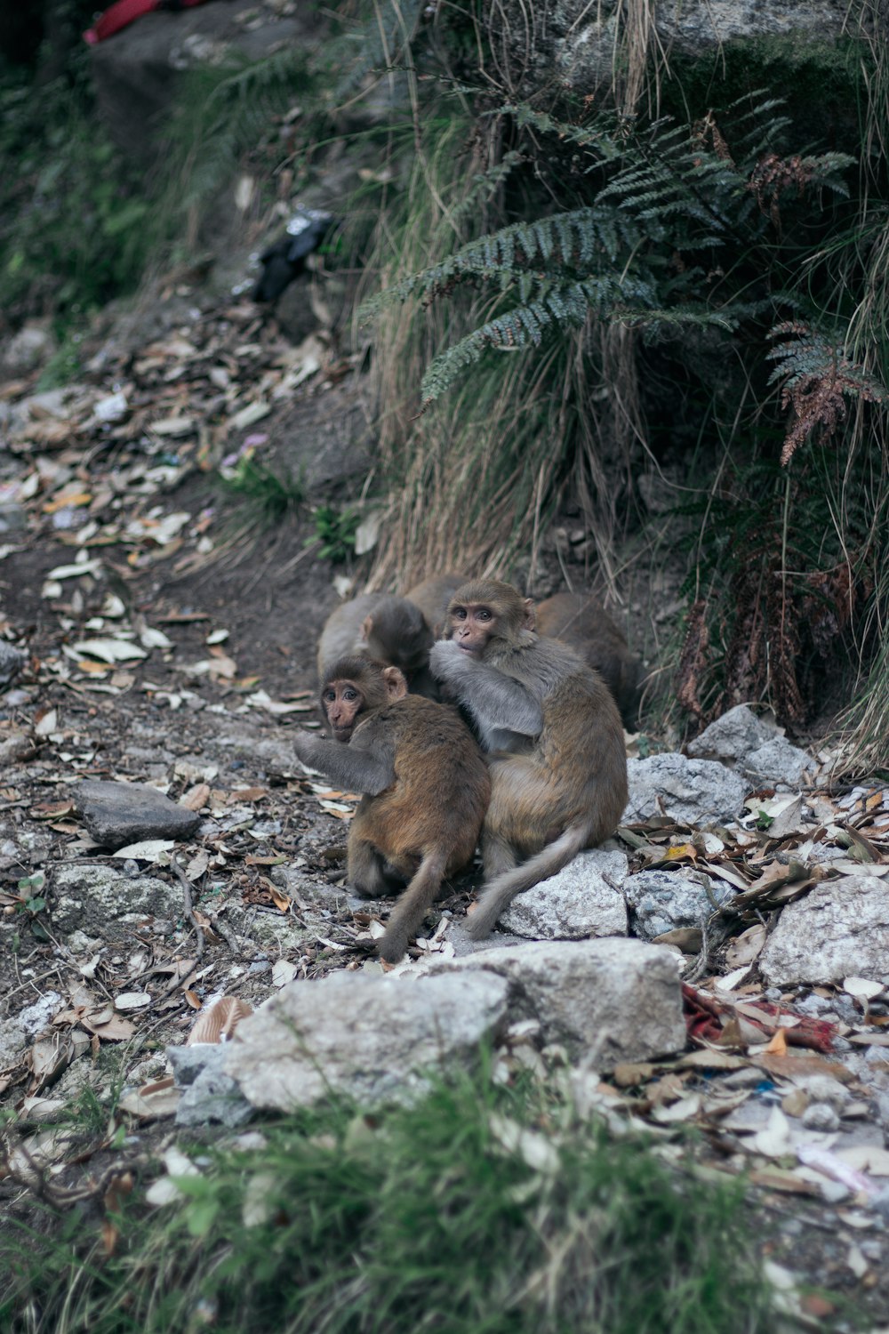 a group of monkeys sitting on top of a pile of rocks