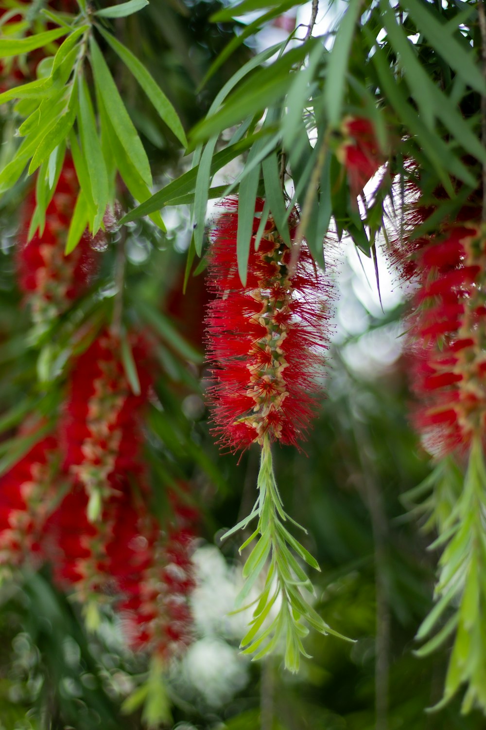 a bunch of red flowers hanging from a tree