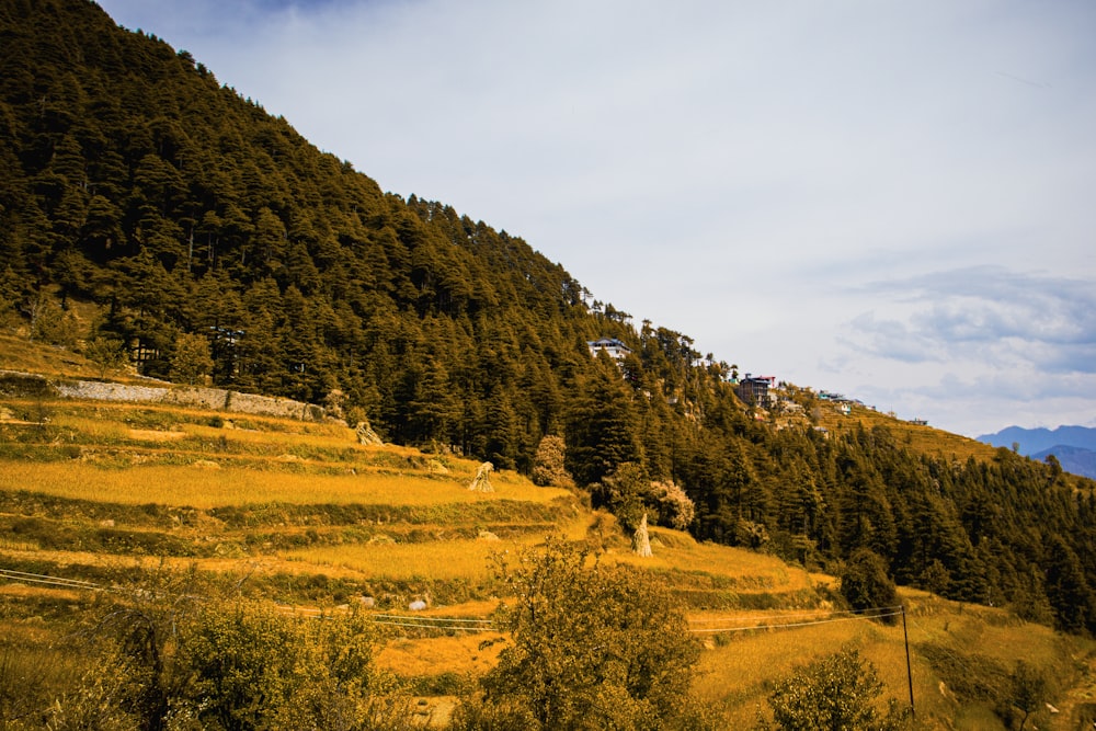 a grassy hill with trees on the side of it