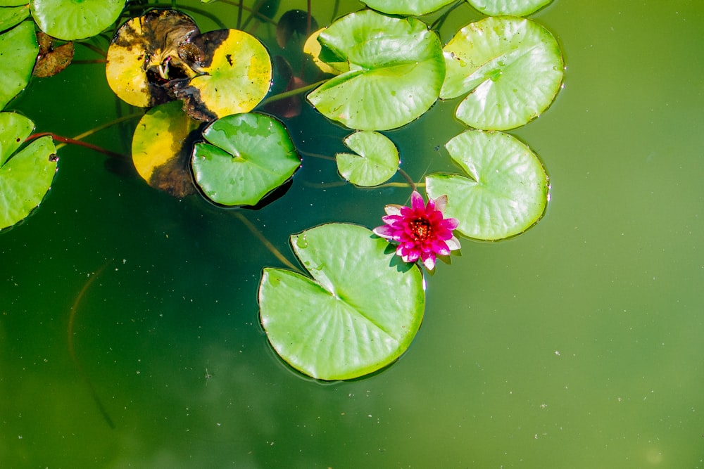 a pink flower floating on top of a green pond