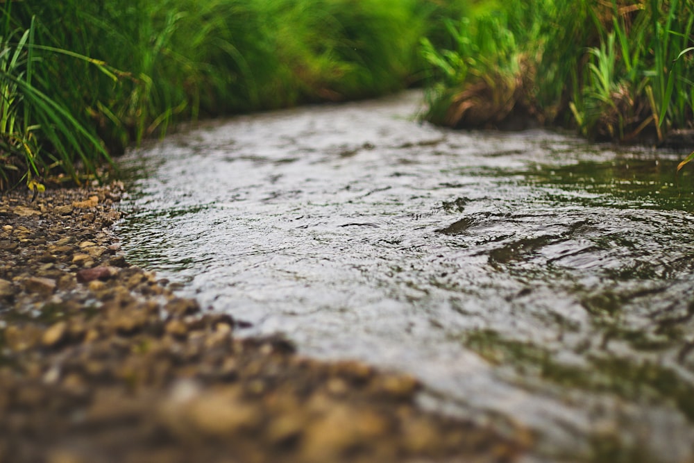 a stream running through a lush green forest