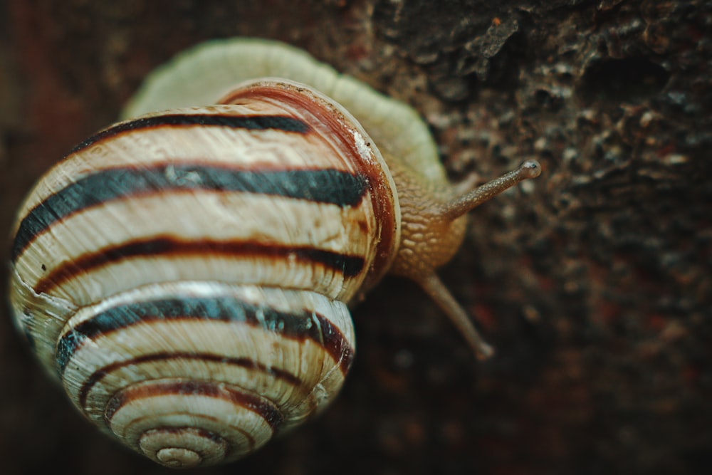 a close up of a snail on a tree