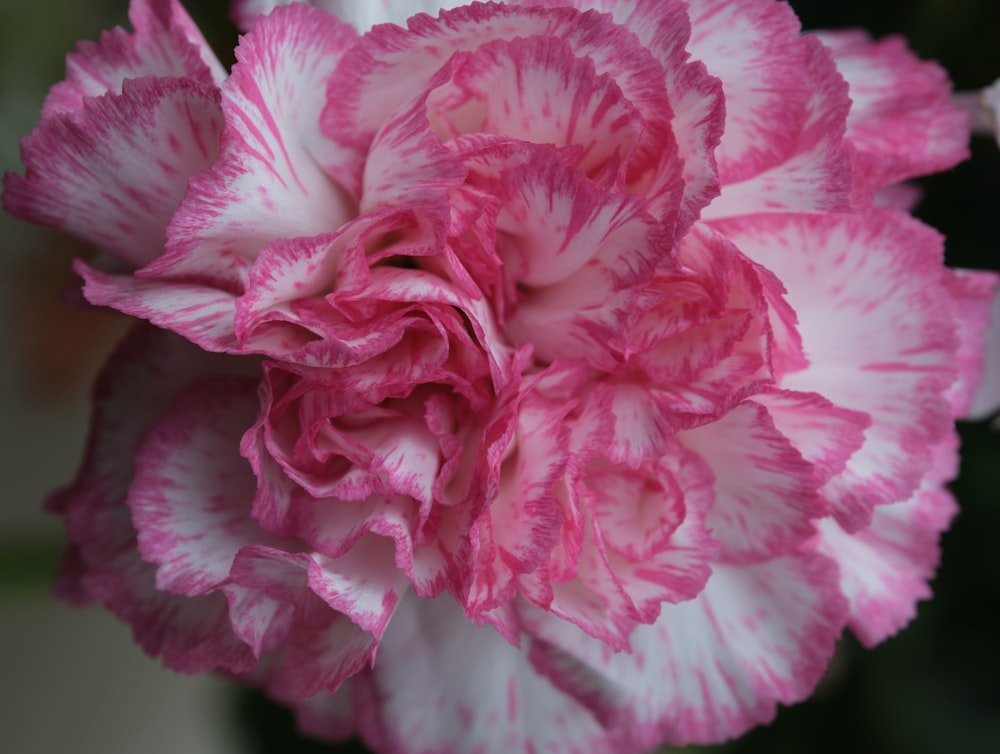 a close up of a pink and white flower