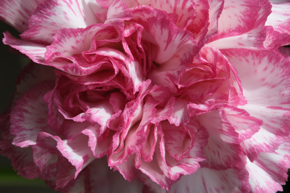 a close up of a pink and white flower