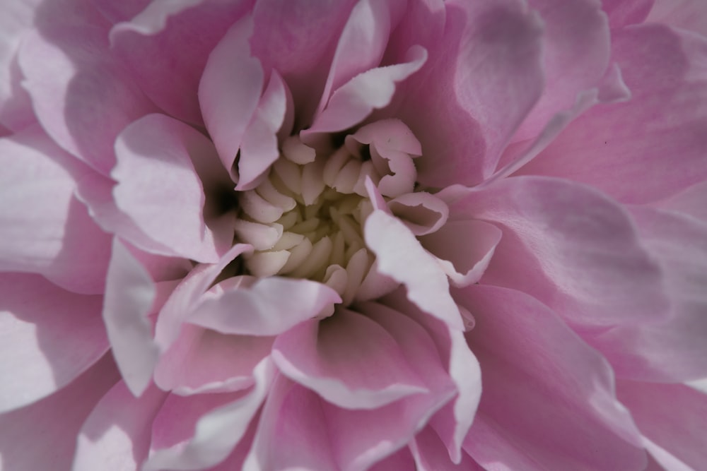 a close up of a pink and white flower