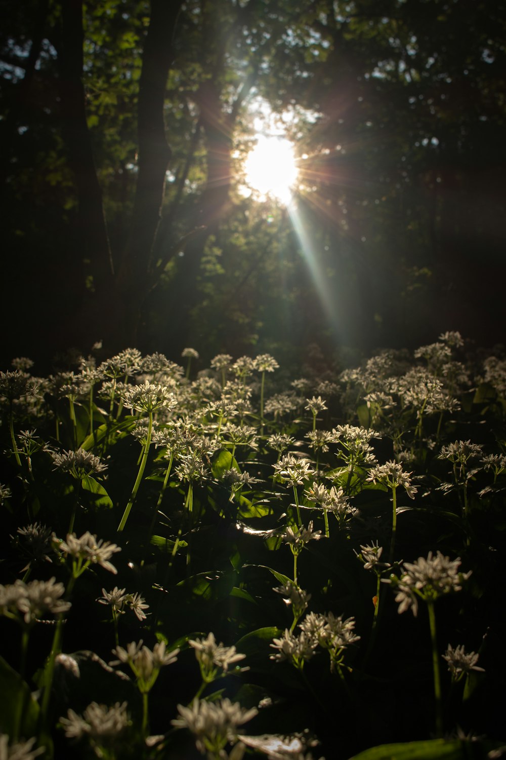 the sun shines through the trees in a field of daisies