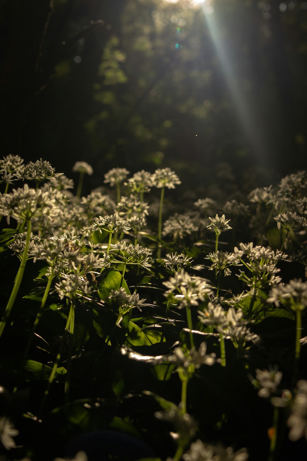 a field of white flowers with the sun shining in the background