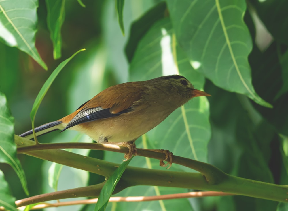 a small bird perched on a branch in a tree