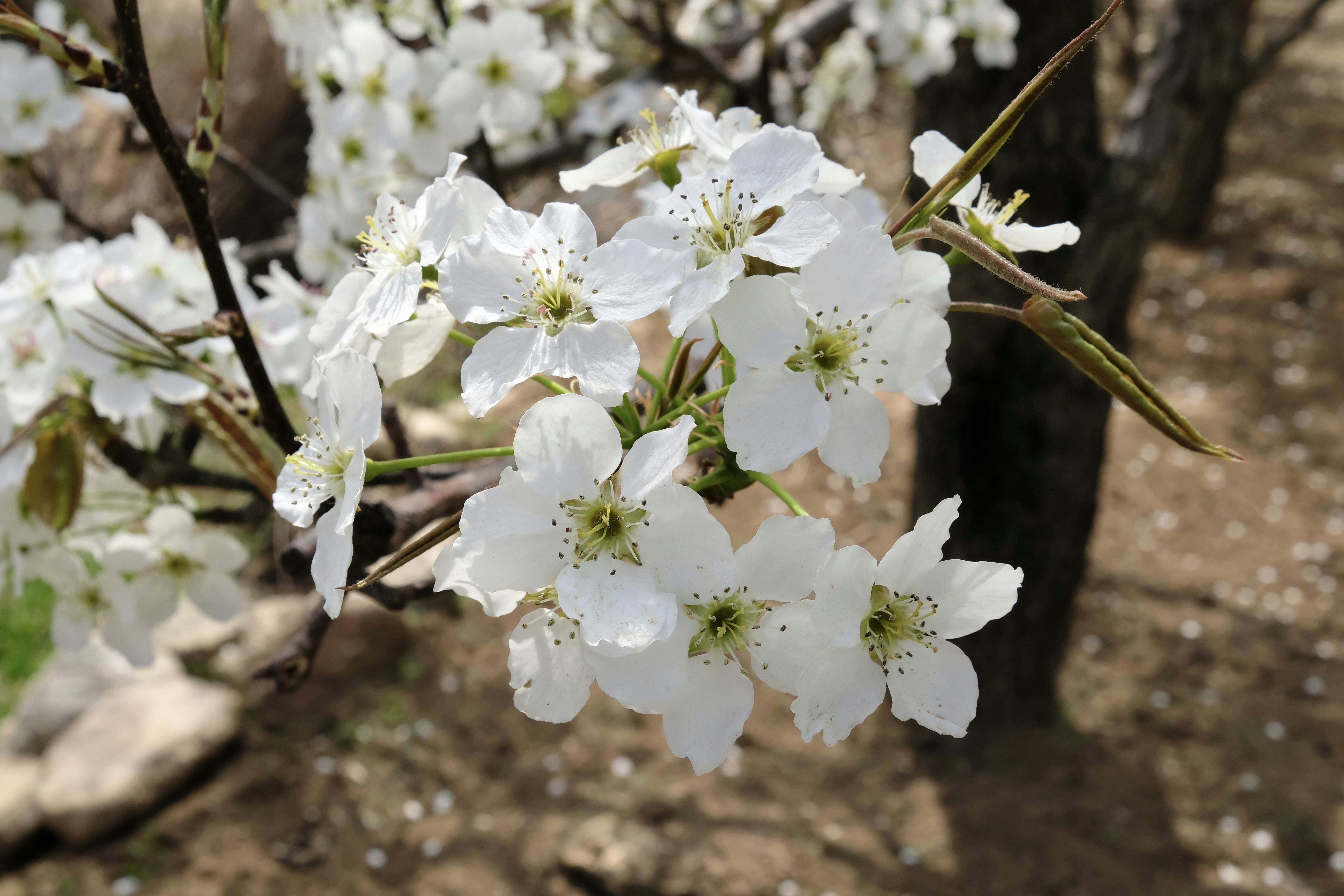a close up of a tree with white flowers