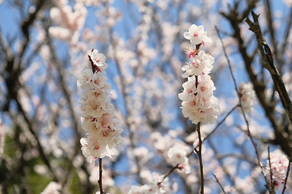 a bunch of flowers that are on a tree