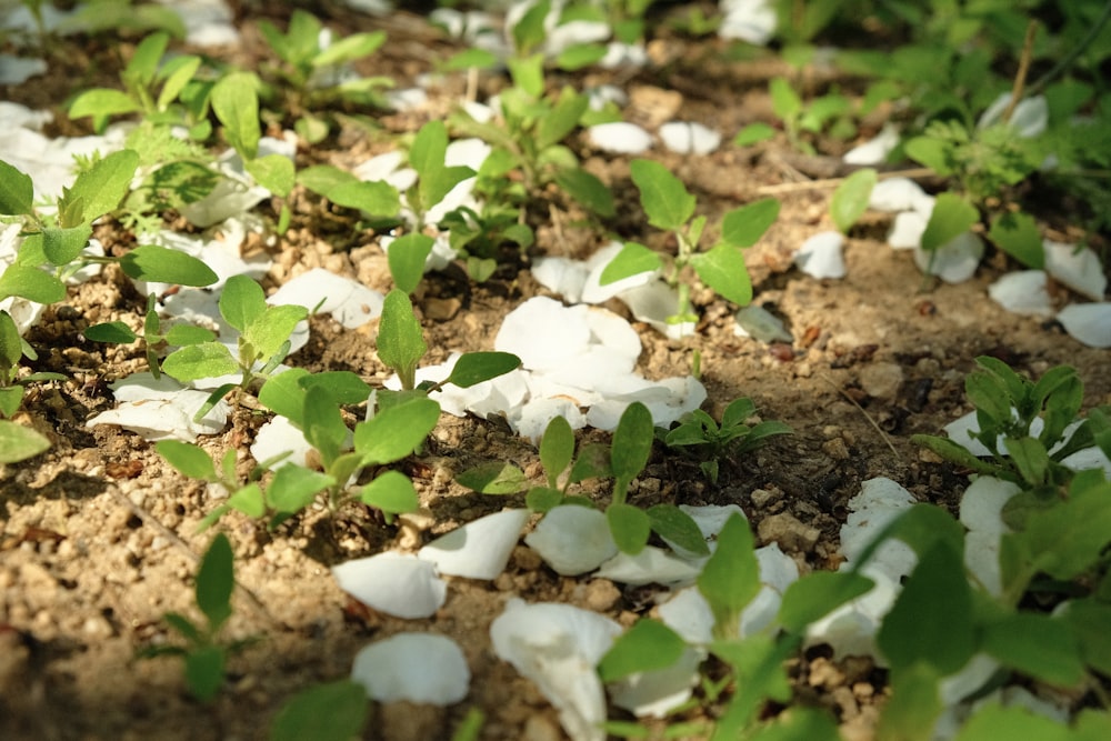 a patch of dirt with white flowers and green leaves