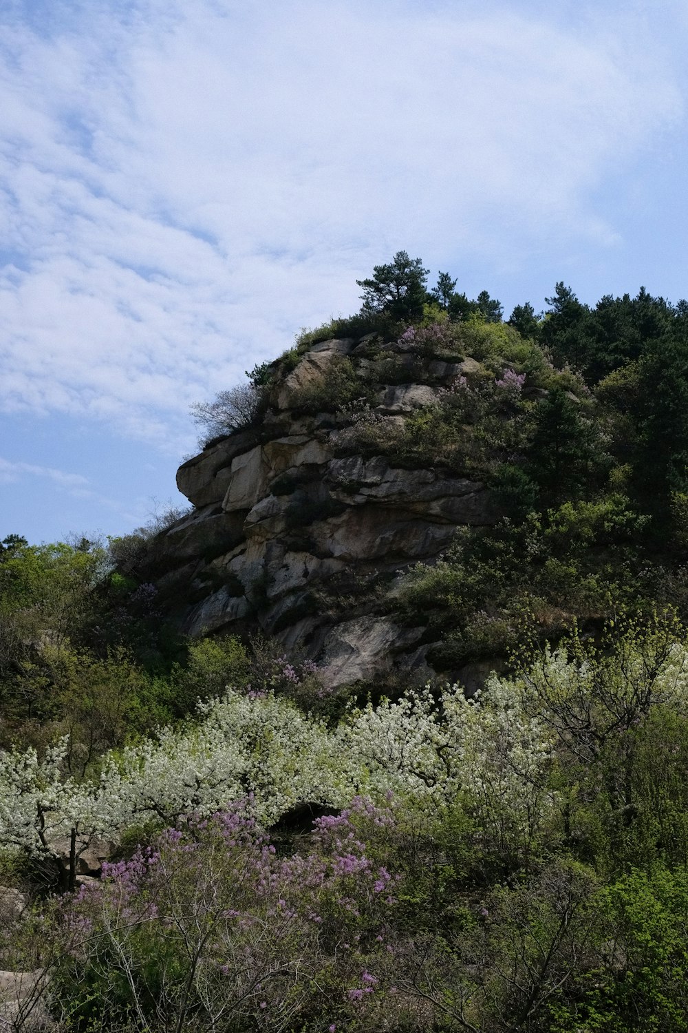 a rocky hill with trees and bushes on the side