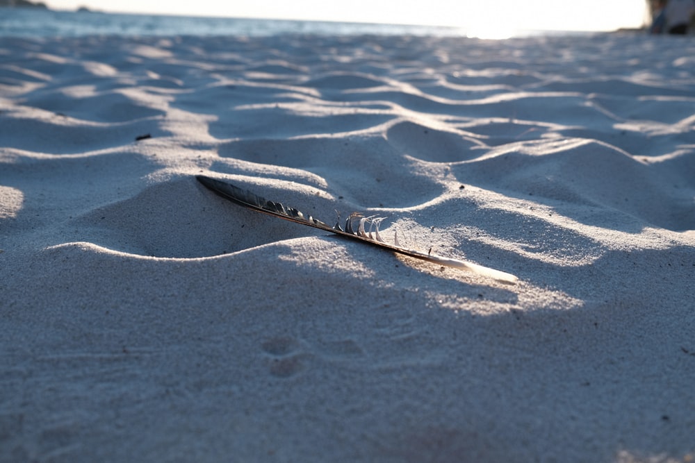 a feather on the sand of a beach