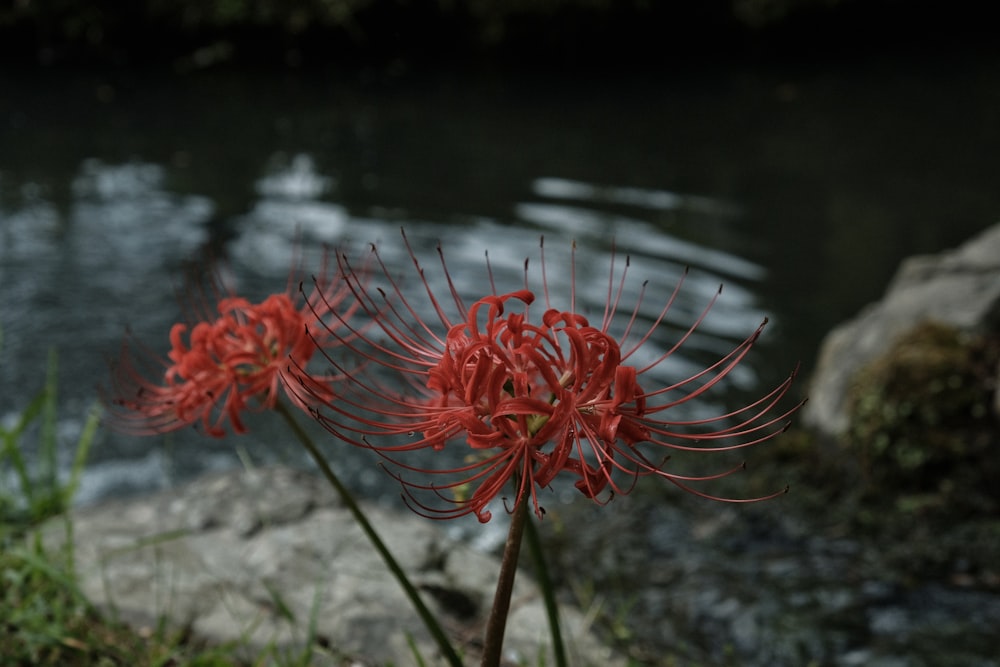 a close up of a flower near a body of water