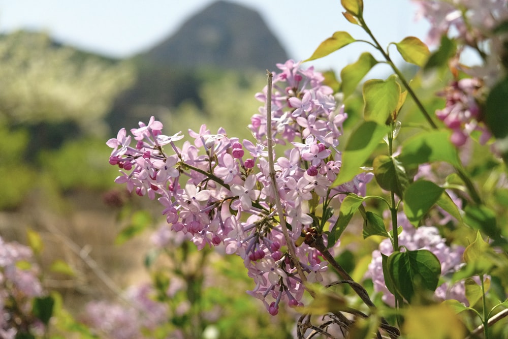 a bunch of purple flowers in a field