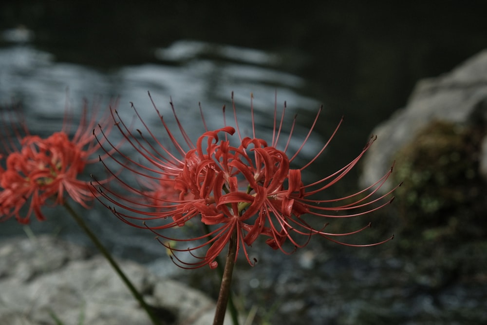 a close up of a flower near a body of water