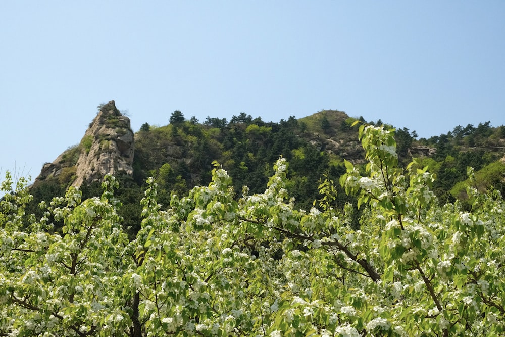 a view of a mountain with trees in the foreground