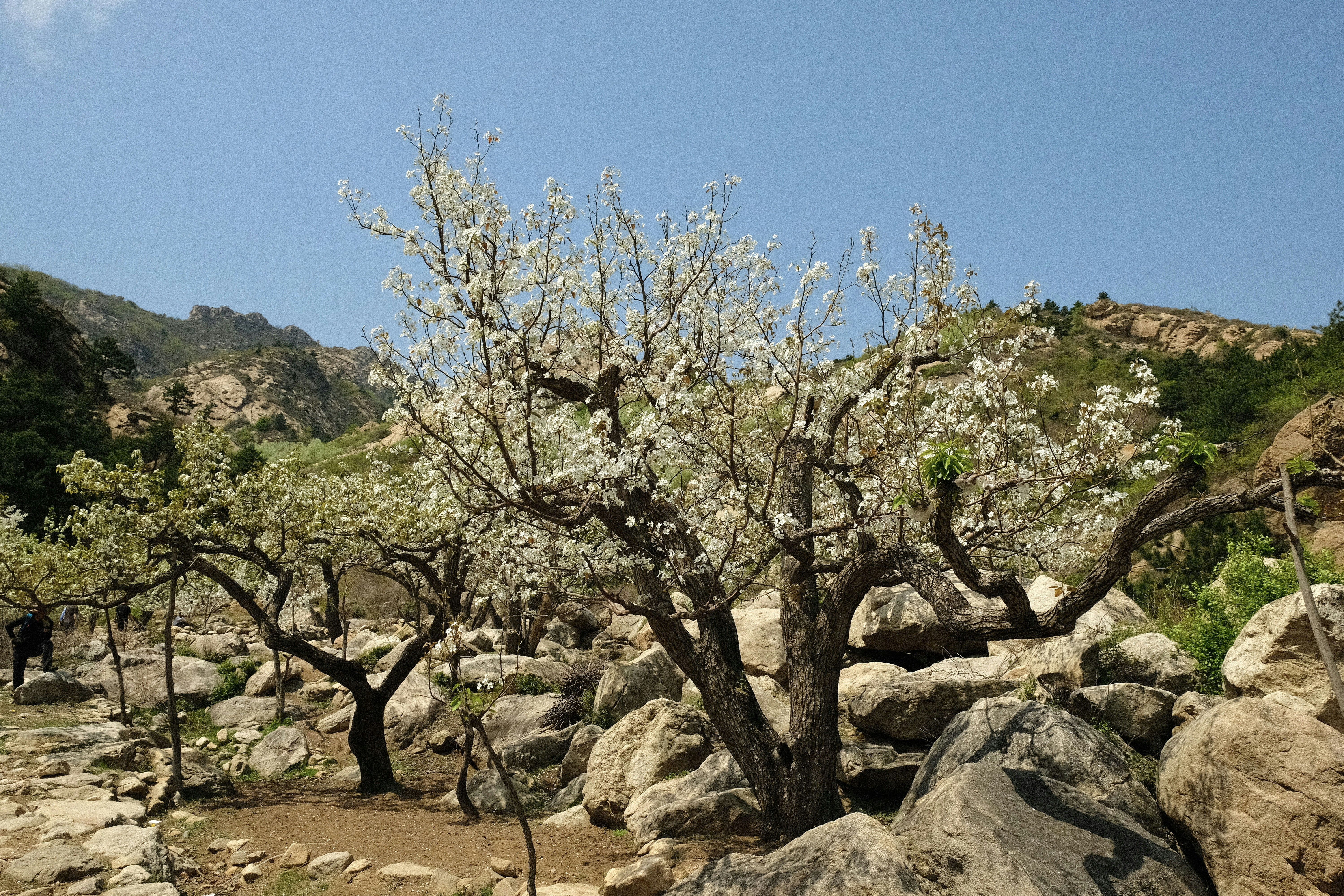 Image by WANG Tianfang via Unsplash