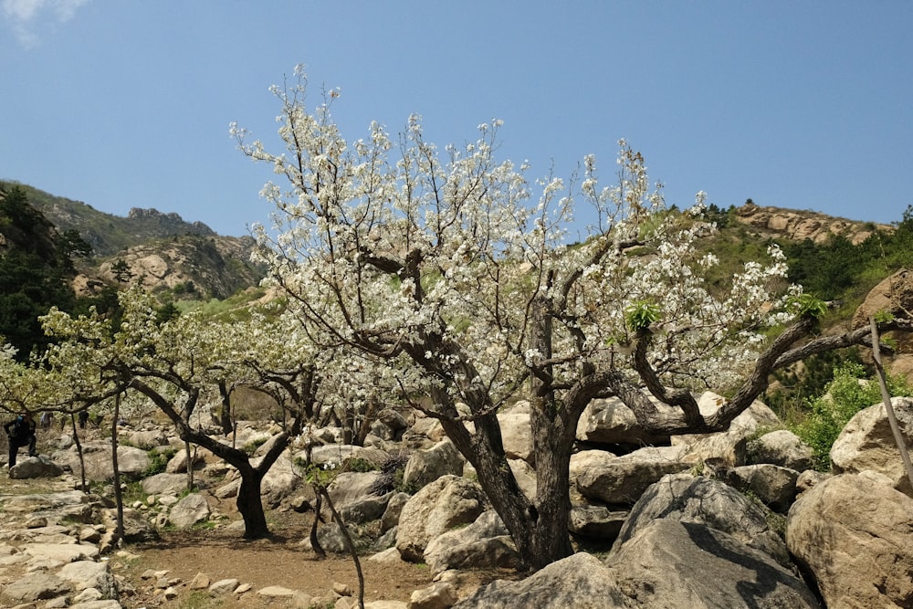 a tree with white flowers in a rocky area