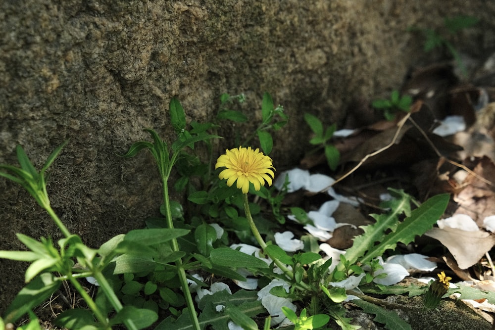 a small yellow flower growing out of the ground