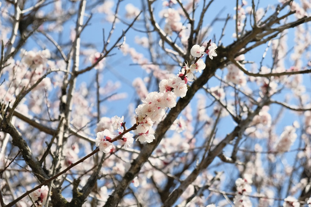 a tree with lots of white flowers on it