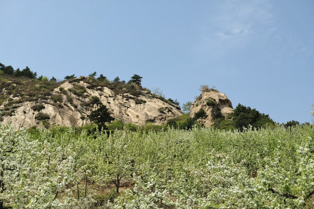 a field of flowers and trees with a mountain in the background