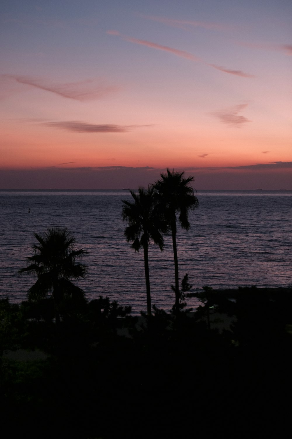 a couple of palm trees sitting next to the ocean