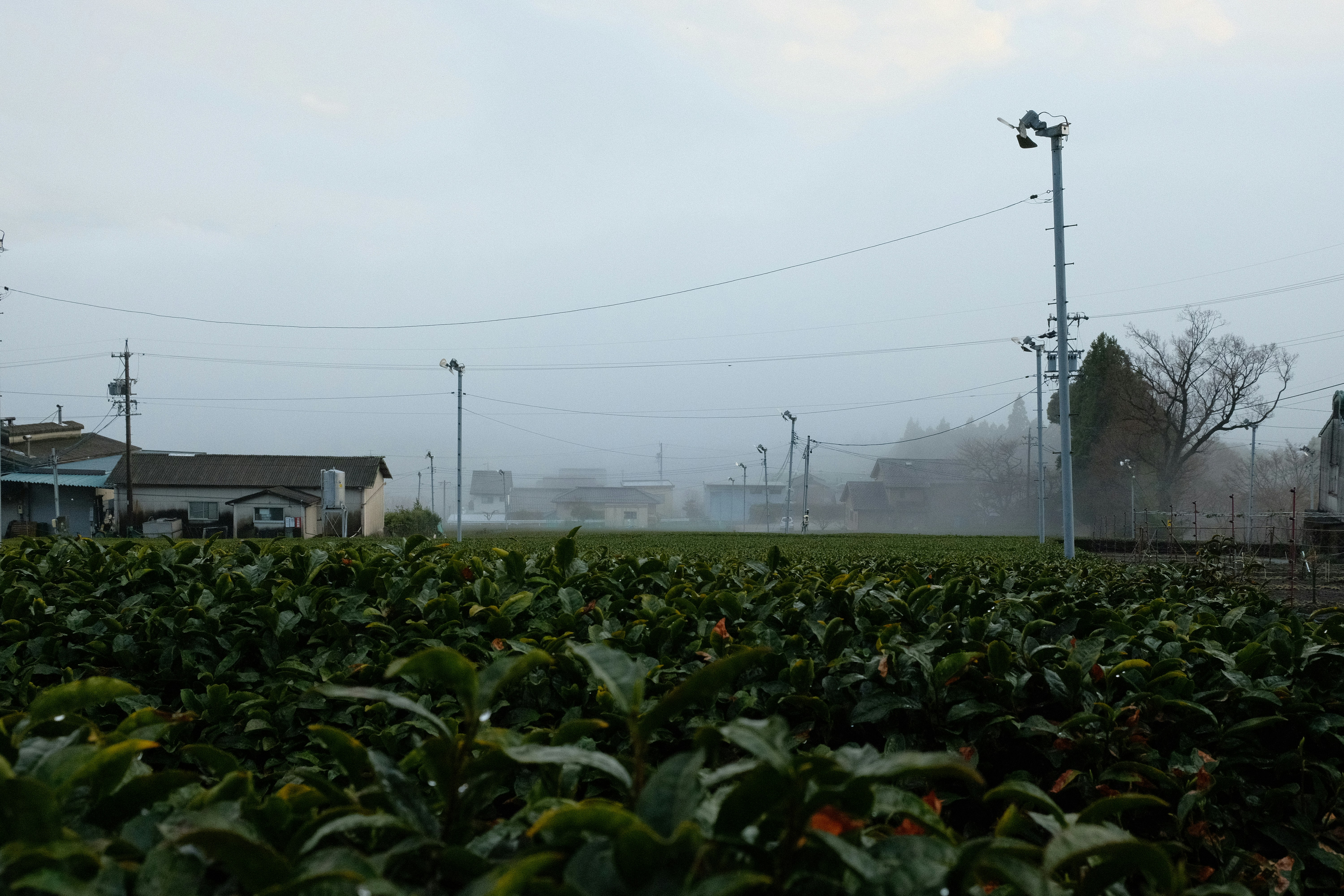 a foggy day in a field of green plants