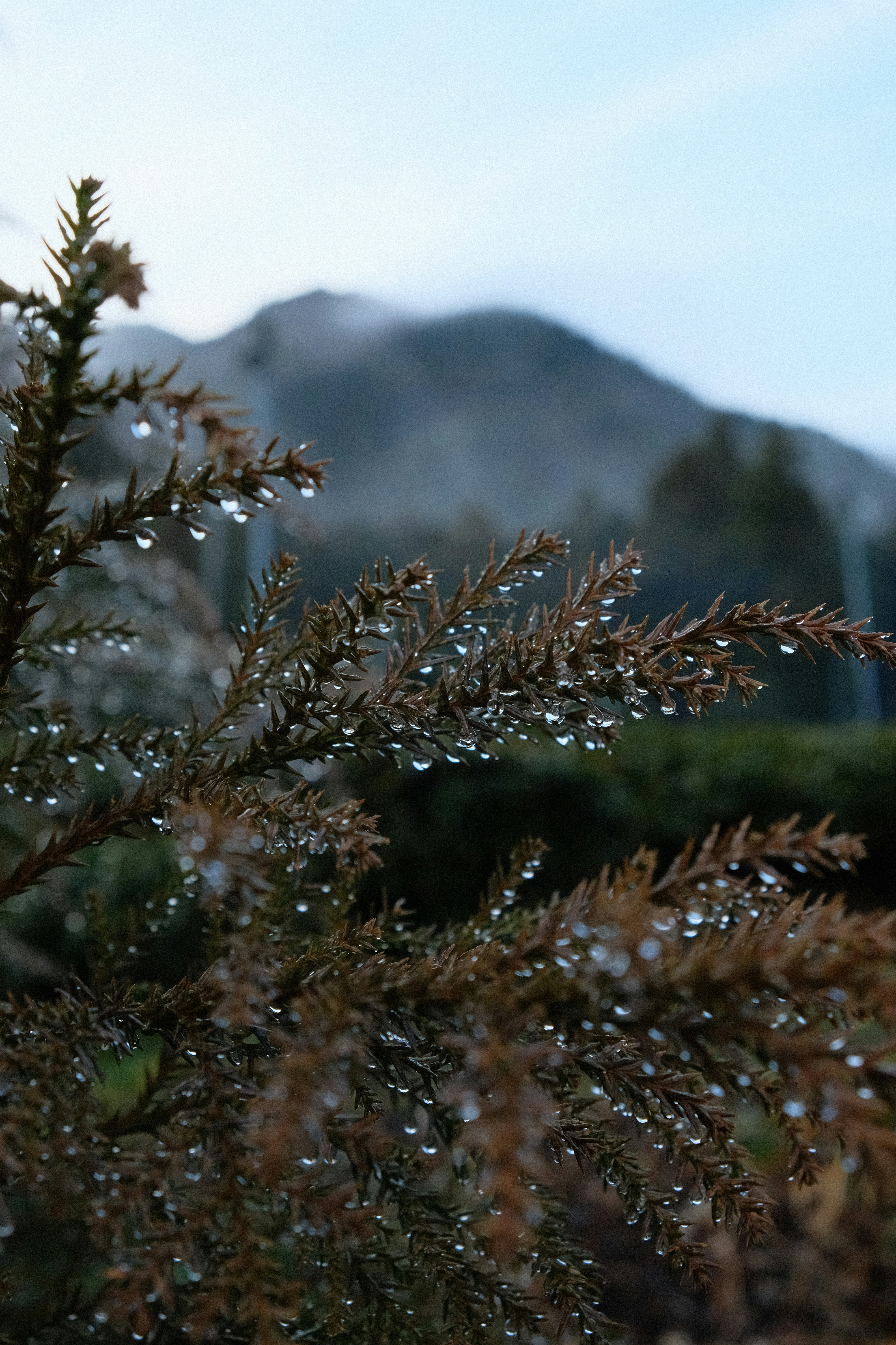 a close up of a tree with a mountain in the background