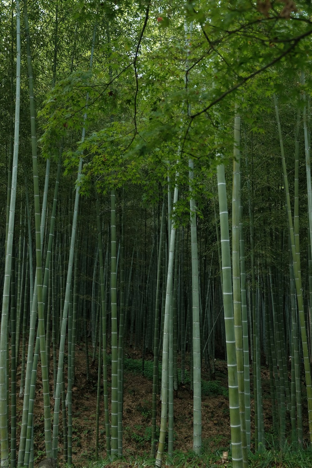 Um grupo de árvores de bambu altas em uma floresta