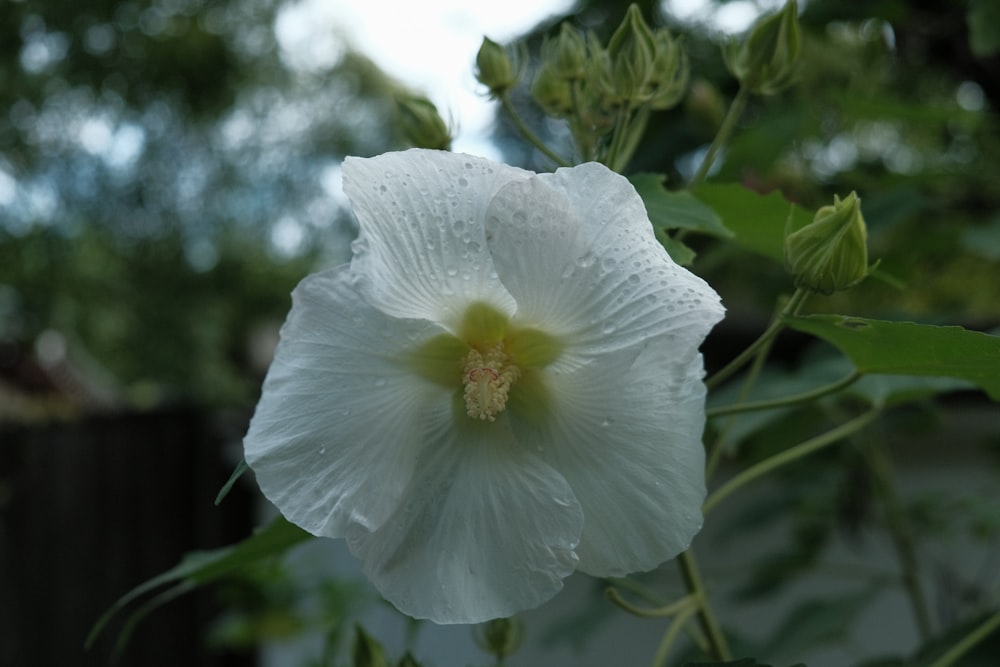 a white flower with green leaves in the background