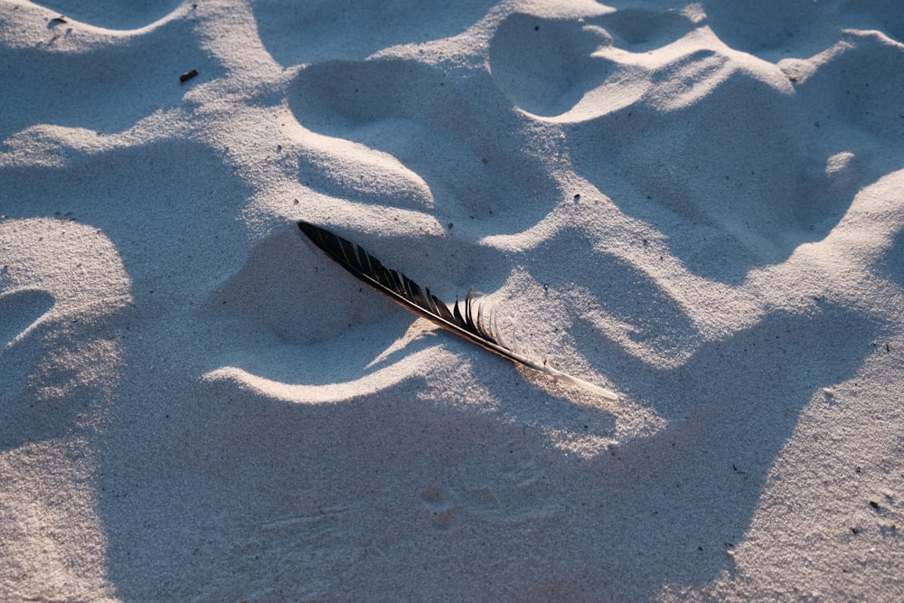 a feather laying on top of a sandy beach