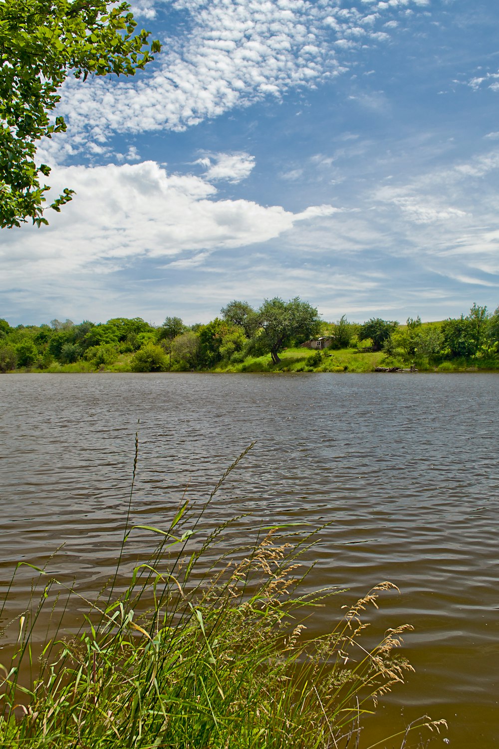 a body of water surrounded by trees and grass