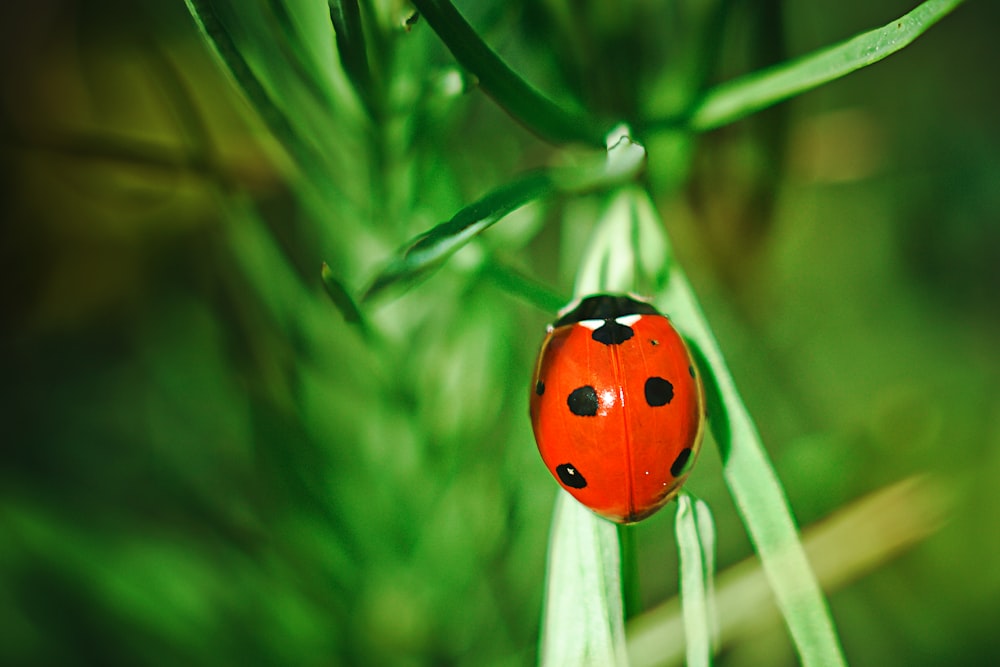 a lady bug sitting on top of a green plant