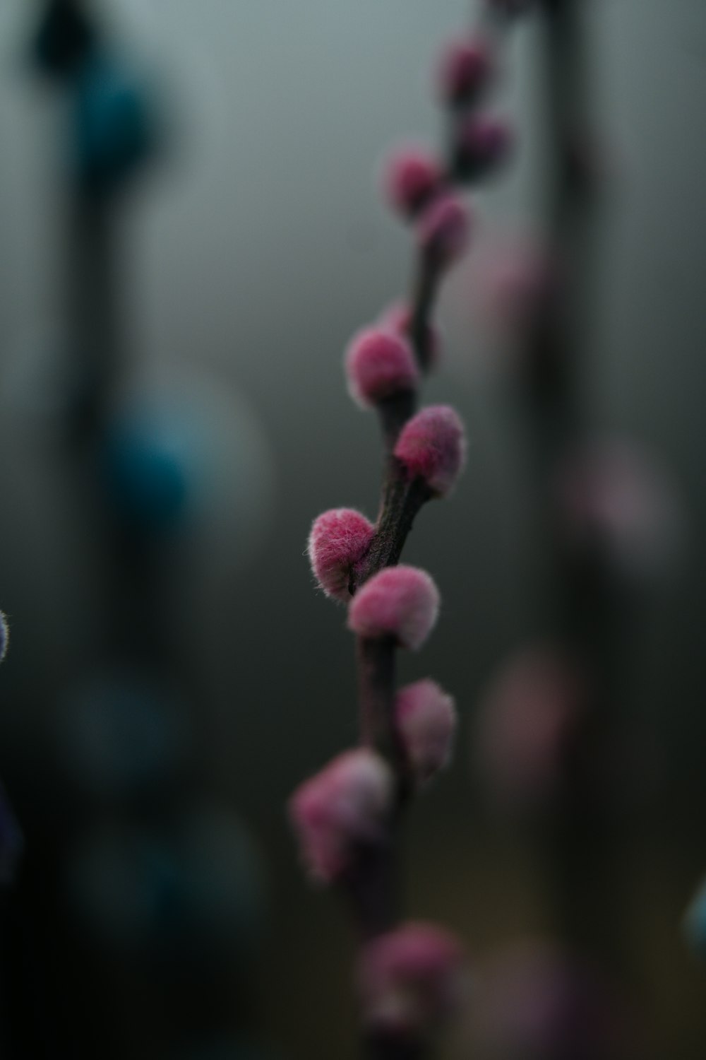 a close up of a plant with pink flowers